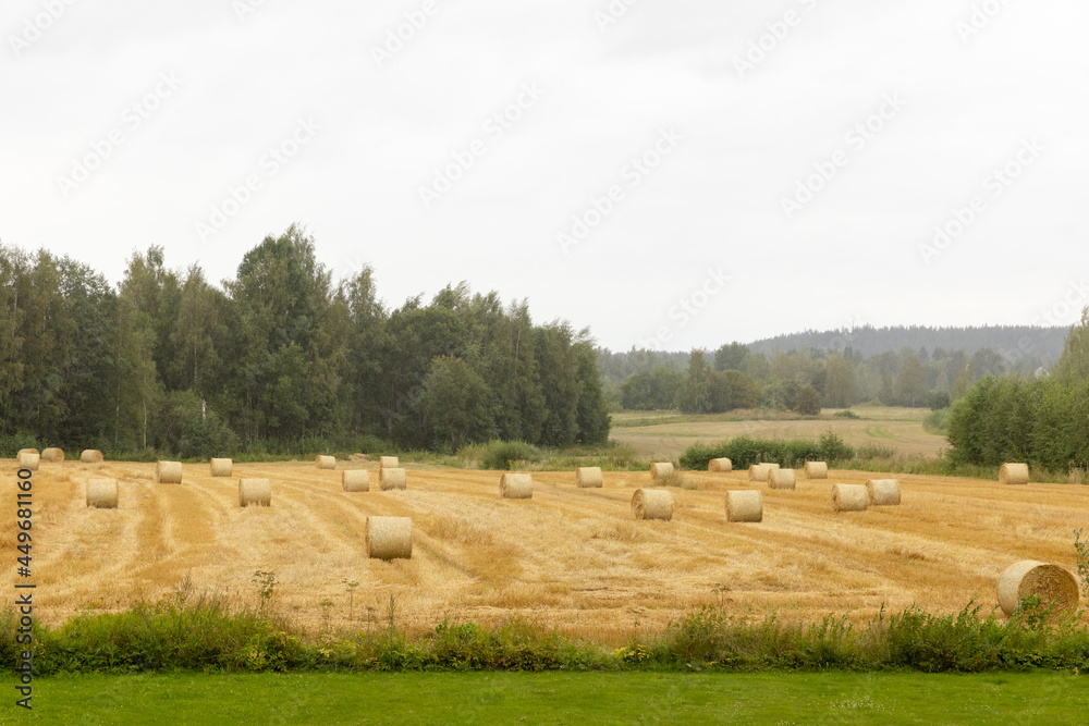 Hay rolls on harvested autumn ex-rye field in Finland 