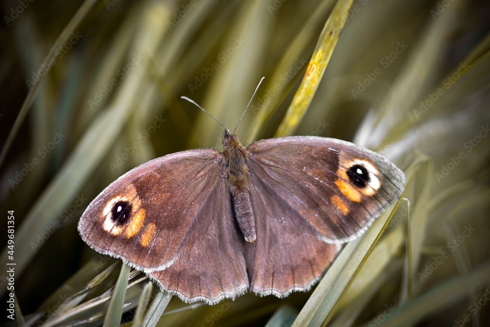 Obraz premium brown butterfly on the grass