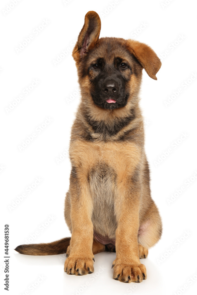 Young German Shepherd puppy sits on a white background