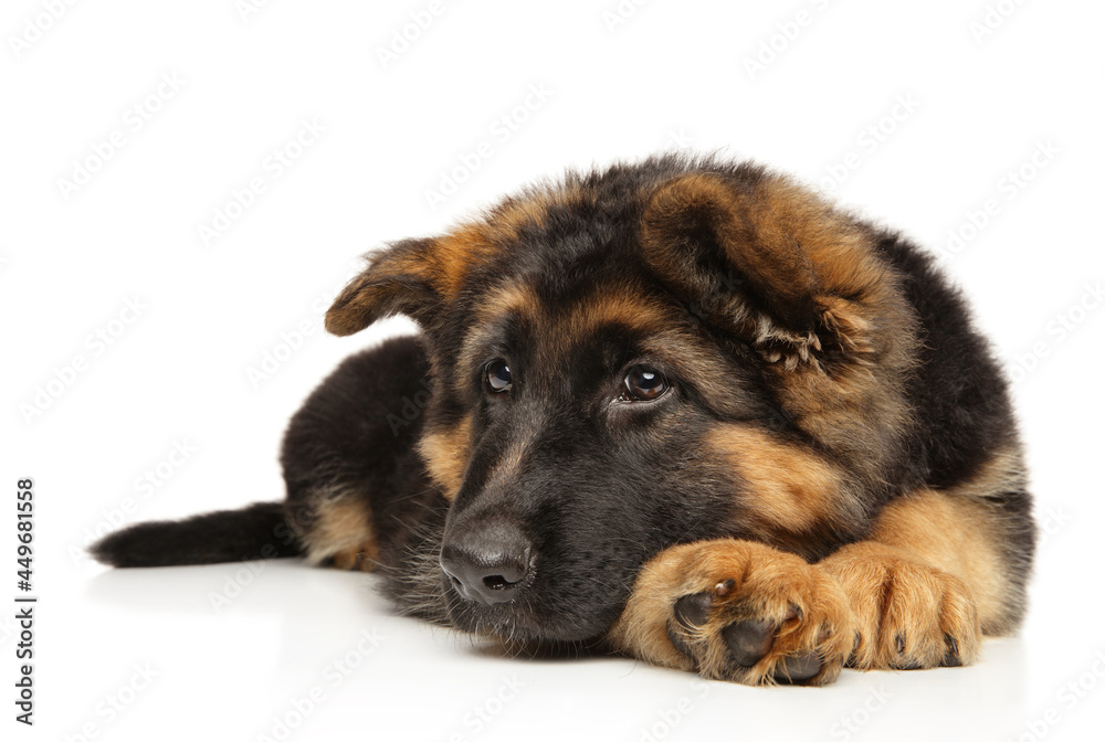 German Shepherd puppy on a white background German Shepherd puppy on a white background