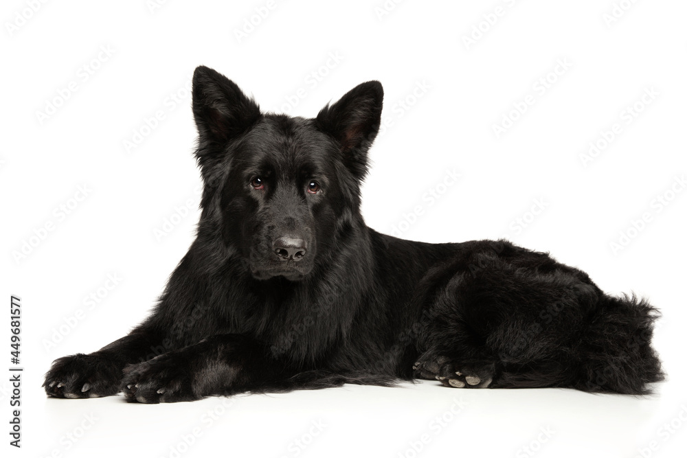 Black German Shepherd dog lies on white background