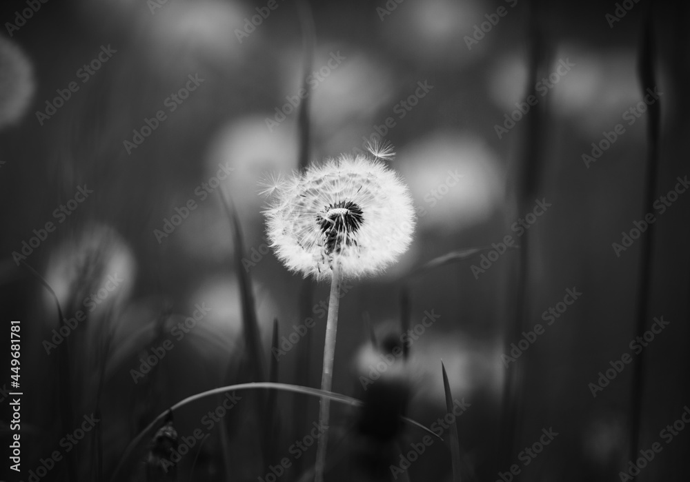 Naklejka premium Czarno-biały obraz białego, puszystego, jasnego kwiatu mniszka lekarskiego rosnącego na łące wśród ciemnej trawy. Natura.