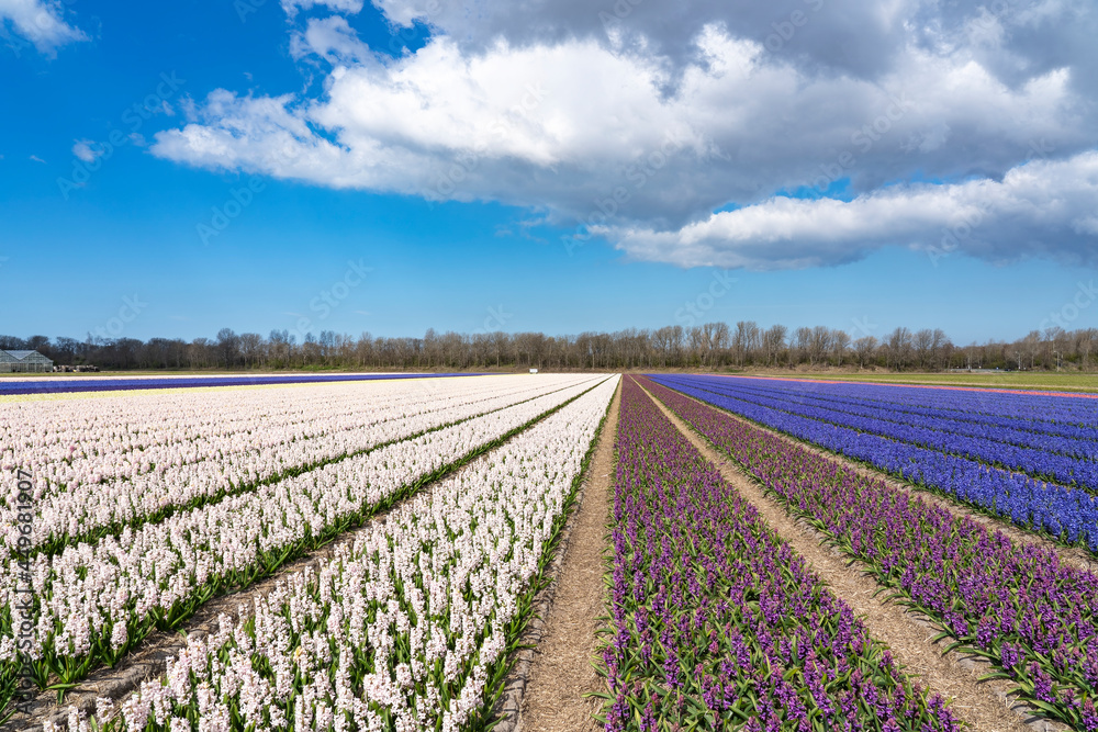 Lines with long bulb fields full of purple and white hyacinths under a blue sky near Lisse, the Netherlands
