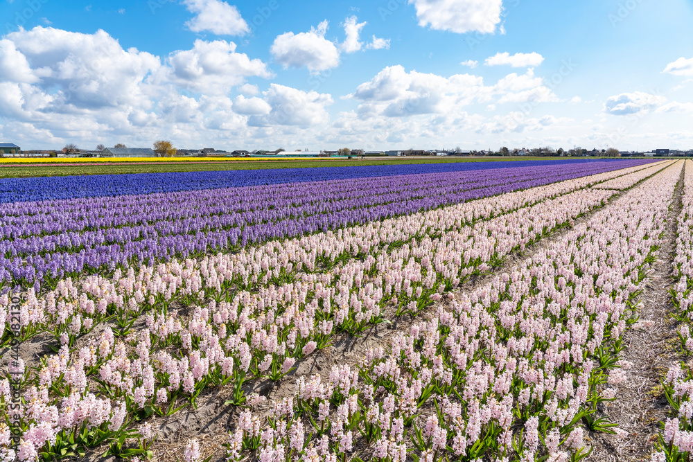 Bulb fields with endless rows of purple, white and pink hyacinths with yellow daffodils in the background near Lisse, the Netherlands