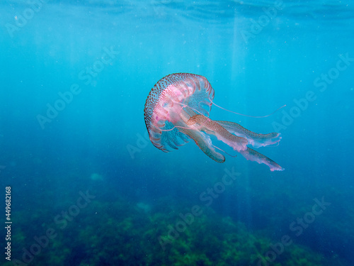 Mauve stinger or purple-striped jelly. Pelagia noctiluca. 