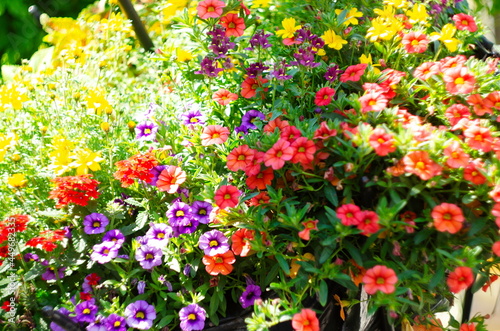 Fototapeta Naklejka Na Ścianę i Meble -  Garden shed surrounded by colorful potted plants and shrubs.