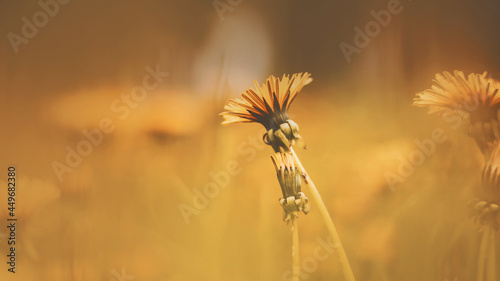 On a meadow among the grass, yellow wild dandelion flowers grow on a summer day. Nature.
