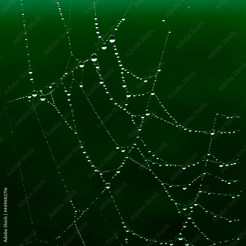 rain drops caught on a spiders web rain drops caught on a spiders web