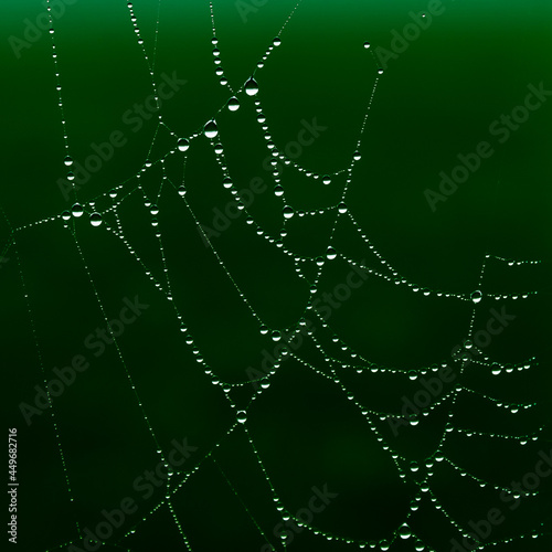 rain drops caught on a spiders web