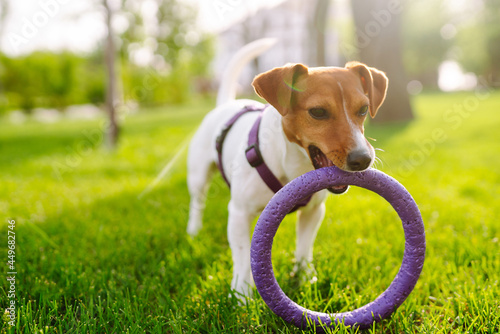 Schilderij op canvas Jack Russell Terrier dog playing with a toy in park on grass meadow