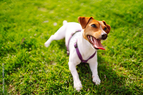 Jack Russell Terrier dog playing with a toy in park on grass meadow. Domestic dog concept.