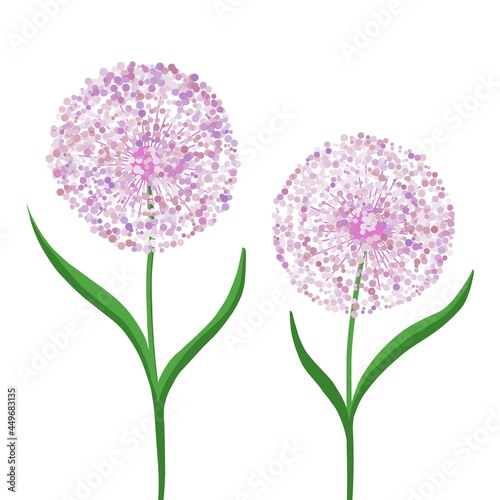 Allium flower, decorative bow on a white background. Purple ball of flowers. Illustration for printing, backgrounds, wallpapers, covers, packaging, greeting cards, posters, stickers. Vector eps 10.