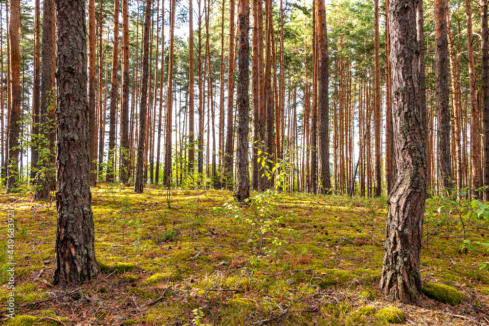 Fototapeta premium Coniferous forest on a sunny summer day with green grass.