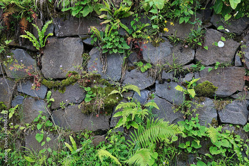 Abondoned Stone Wall with Wild Vegetation © snowflakedesert