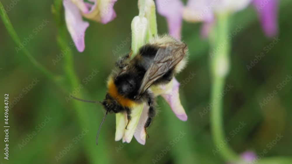 Bee Gathering Nectar In Flowers - Macro shot Bee Gathering Nectar In Flowers - Macro shot