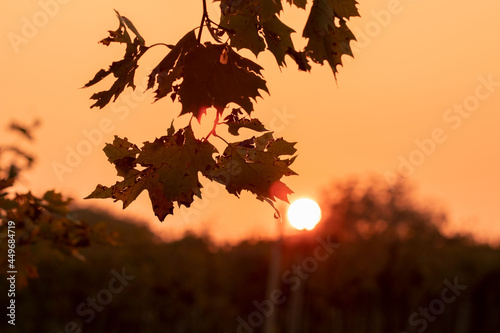 sunset in the forest