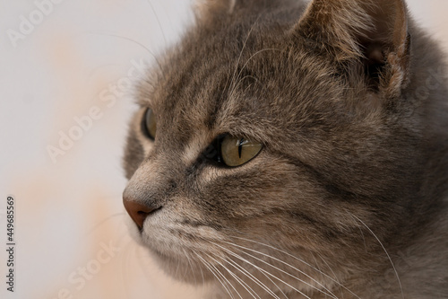 portrait of a cat © Valentina