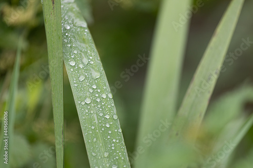 A closeup of raindrops on green leaves in a field under the sunlight with a blurry background