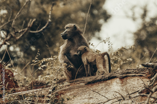 Baboon suckling, Kruger National Park.