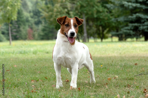 Fototapeta Naklejka Na Ścianę i Meble -  Beautiful male terrier dog outdoors in park