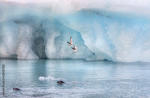 Selective focus of gray-winged seagull flying above a frozen coast in Iceland photo