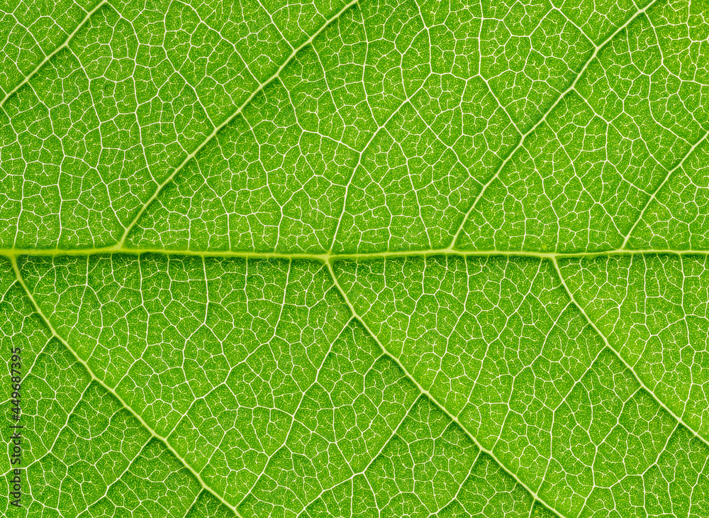 Green leaf texture background with light behind. High resolution photo. Green leaf texture background with light behind. High resolution photo.
