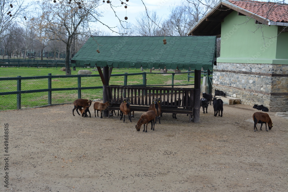 Fototapeta premium horses in a farm