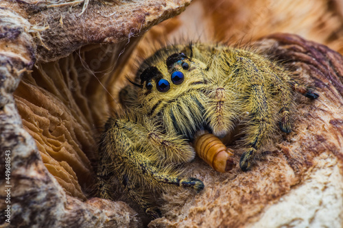 Portrait of Spider