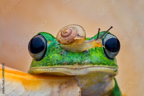 Canvas Print Portrait of Frog