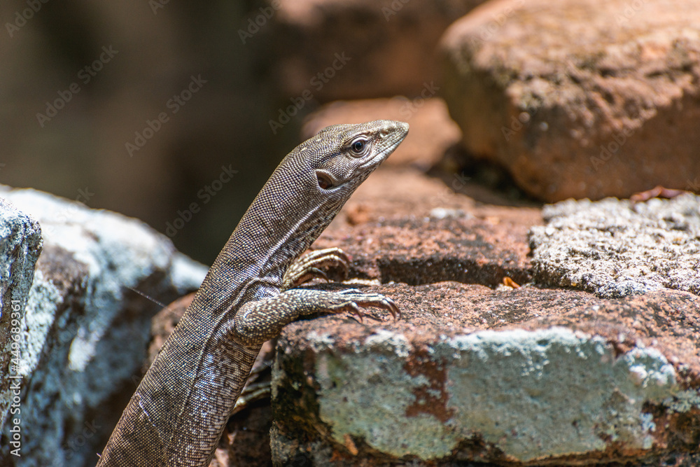 Monitor lizard Varanus on stone bricks in Anuradhapura, Sri Lanka. Monitor lizard Varanus on stone bricks in Anuradhapura, Sri Lanka.