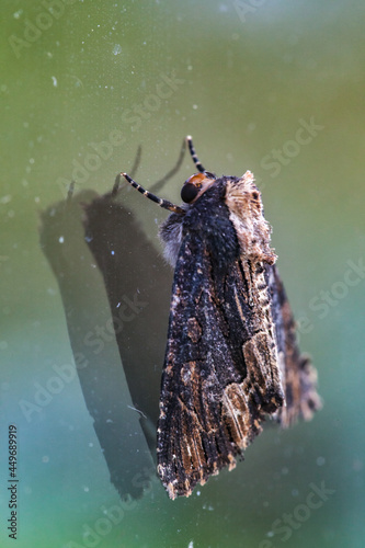 Allassac (Corrèze, France) - Vue macroscopique d'une noctuelle hérissée photo