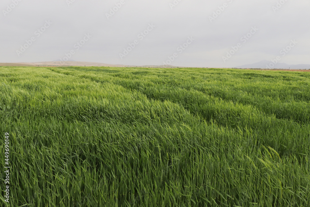 Green wheat field, cereal plants