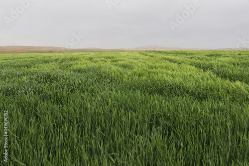 Green wheat field, cereal plants