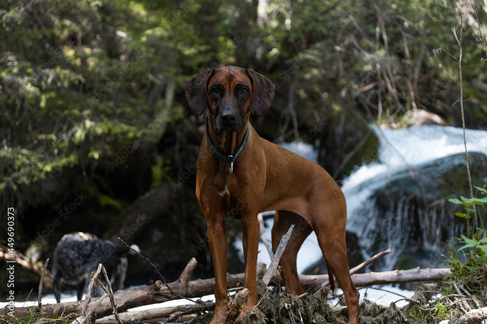 In the photo is a dog rhodesian ridgeback that is standing and observing. Photo was made near the river Walchen, Sylvensteinstausee, Bavaria, Germany.