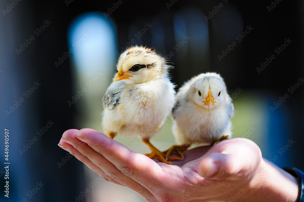 Obraz premium Two chickens in man's hands, new life