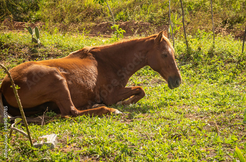Huge brown horse resting lying in the grass.