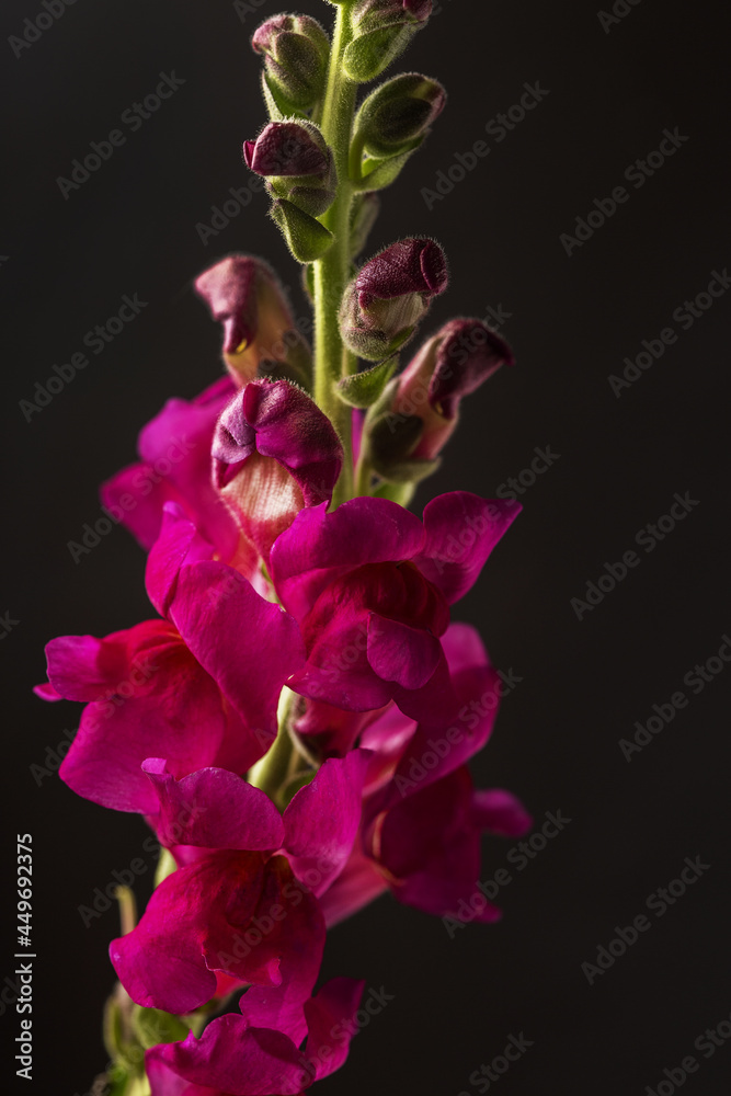 Fototapeta premium Blooming red flowers on the bushes on a dark background.