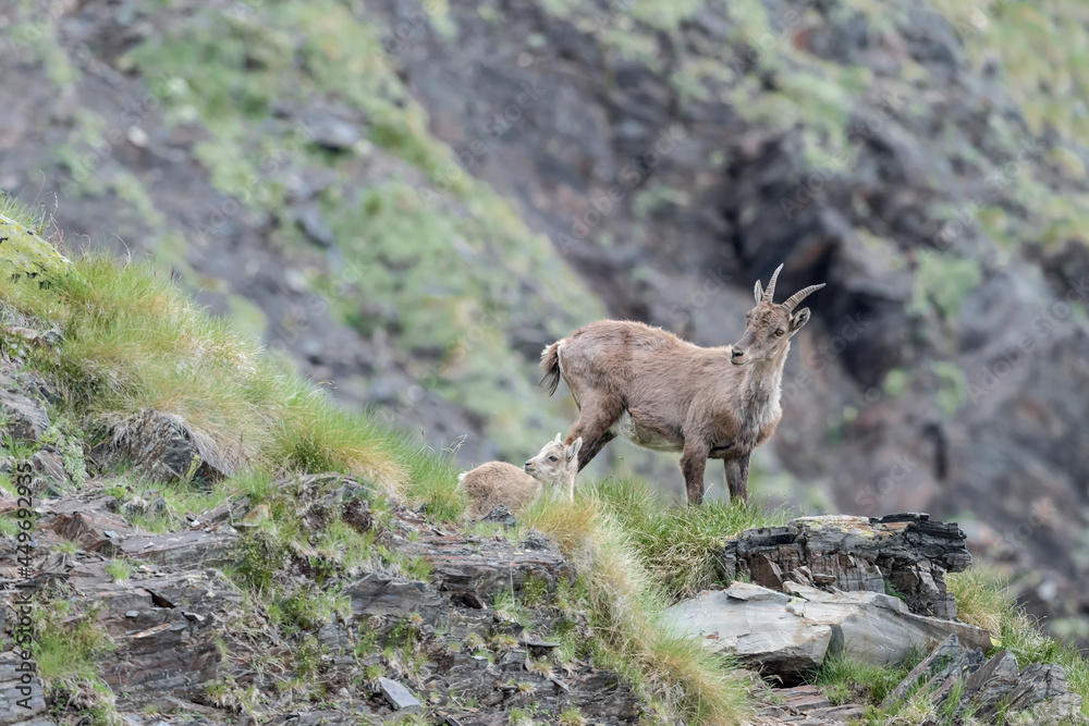 Portrait of Ibex female with its cub (Capra ibex) Portrait of Ibex female with its cub (Capra ibex)