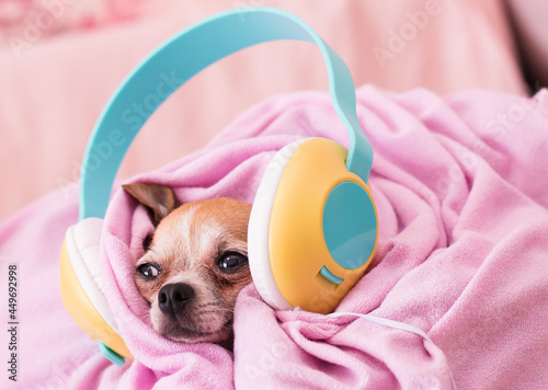 The dog lies snugly wrapped in a blanket. puppy in big headphones listens to music. © kitirinya