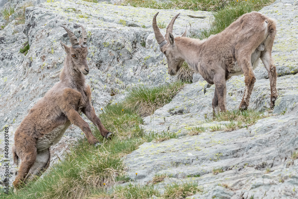 Challenge between Alpine ibexes (Capra ibex) Challenge between Alpine ibexes (Capra ibex)