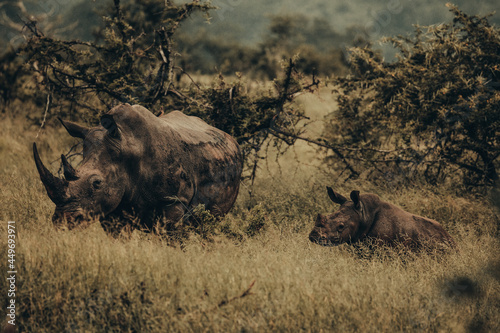 Black Rhino, Kruger National Park.