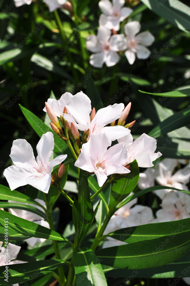 White flowers on the bushes. Close-up of flowering bushes. Background, texture, design. White flowers on the bushes. Close-up of flowering bushes. Background, texture, design.