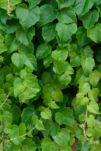 Ivy foliage in summer time