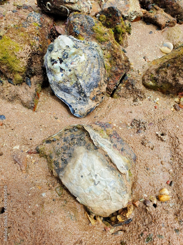 Two large oysters at the beach