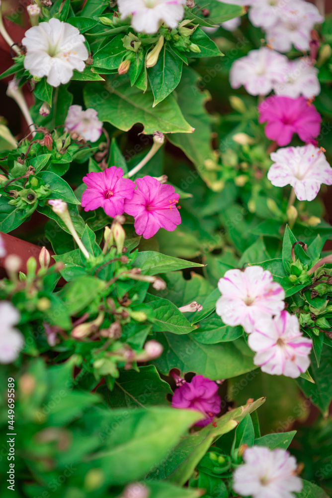 Mirabilis jalapa flowers on green background Mirabilis jalapa flowers on green background