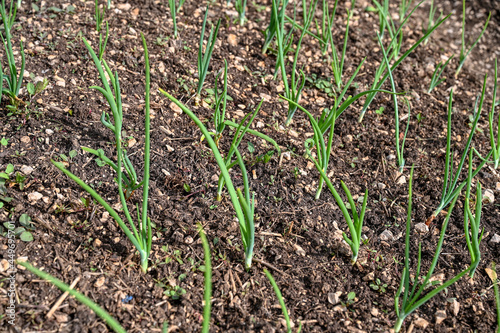 Young onion growing in the field. Fresh and green onion leaves growing in rows in spring.  