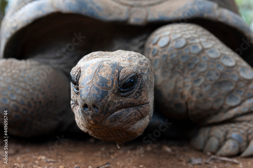 Nahaufnahme vom Kopf einer Schildkröte, Mauritius, Afrika