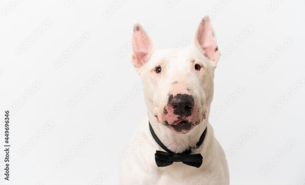 Young bull terrier dog over isolated background Young bull terrier dog over isolated background