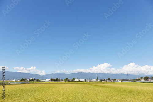 9月（秋）、収穫の時期を迎えた田んぼ 北アルプス方面を望む 長野県松本市