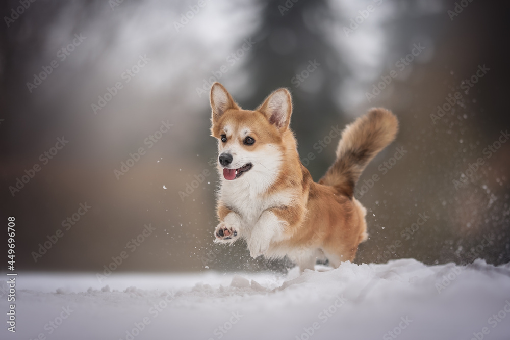 Funny female welsh corgi pembroke with fluffy tail running through deep snowdrifts scattering snow around herself against the backdrop of a frosty winter landscape
